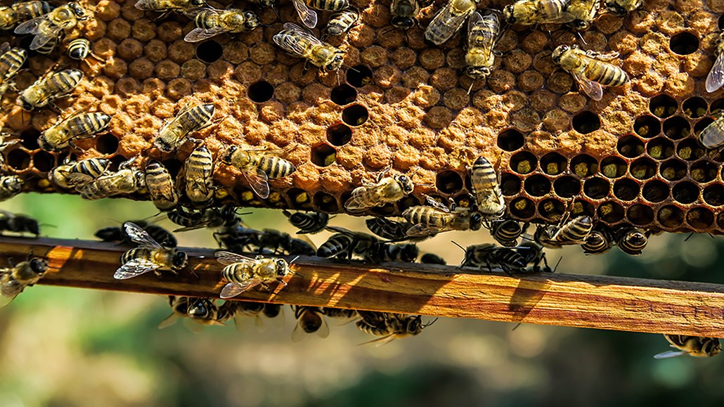 养蜂场的蜜蜂