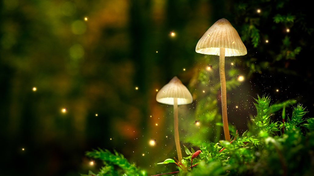 发光蘑菇灯