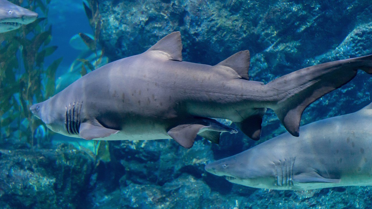 鲨鱼在水族馆里游泳