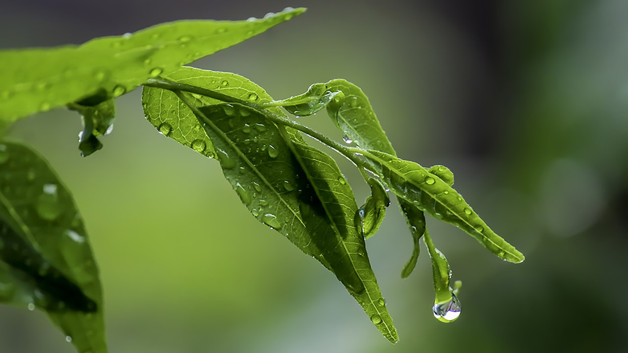 树叶上的水滴特写