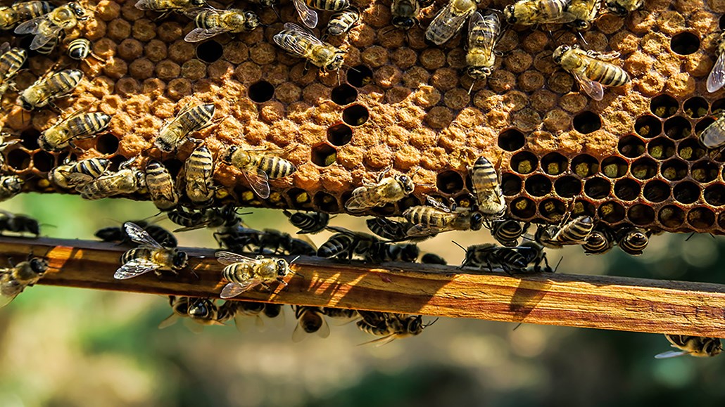 Bees in Apiary