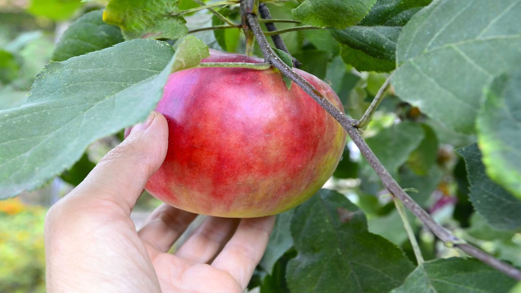 Raman-Trace水平检测