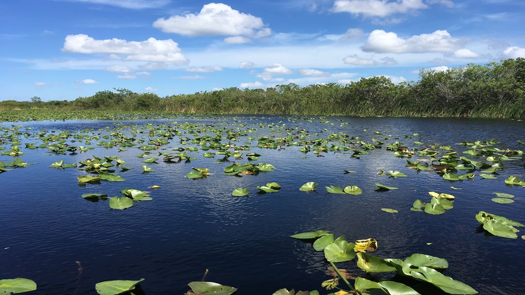 Everglades