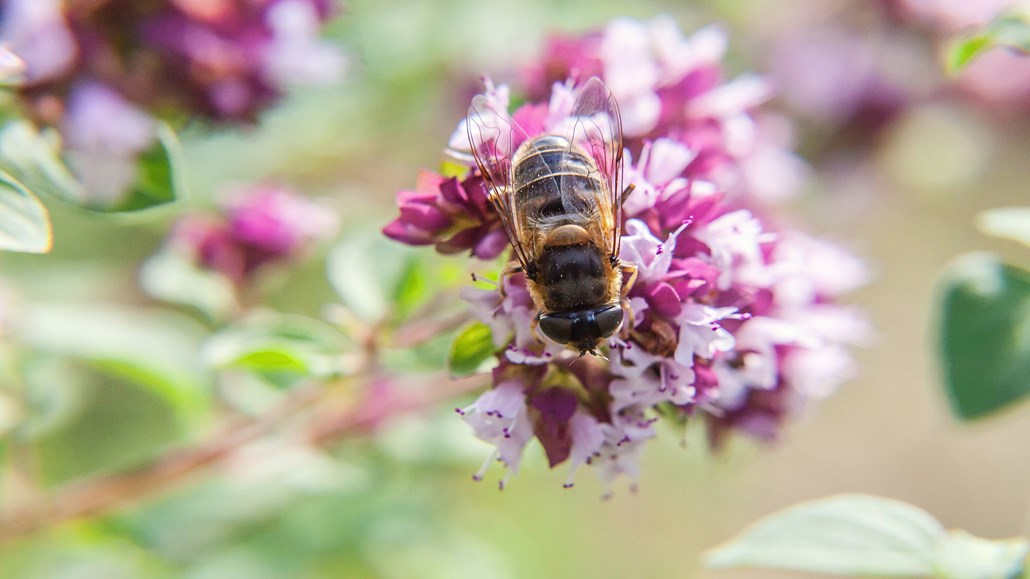满身黄色的蜜蜂