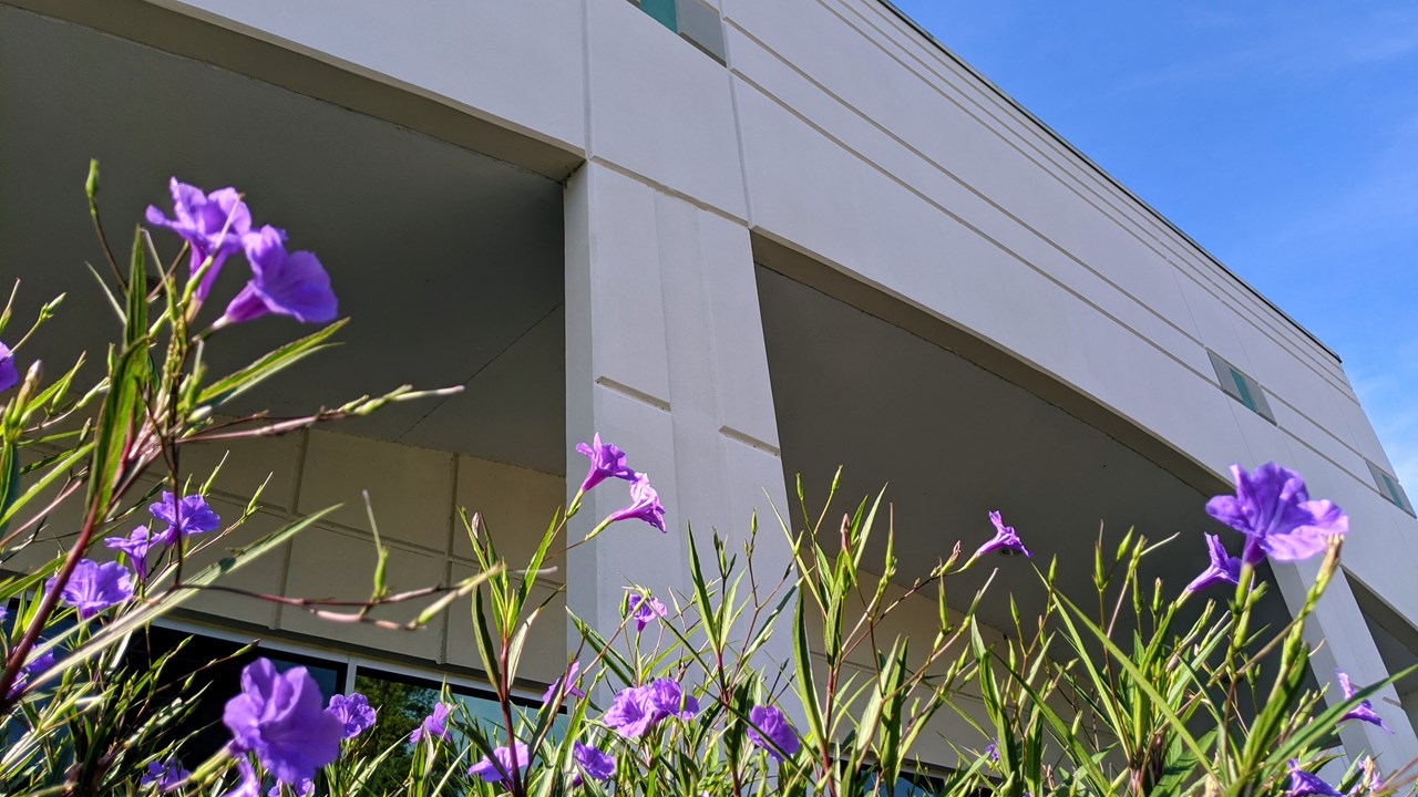 在奥兰多，FL研究设施前面的花