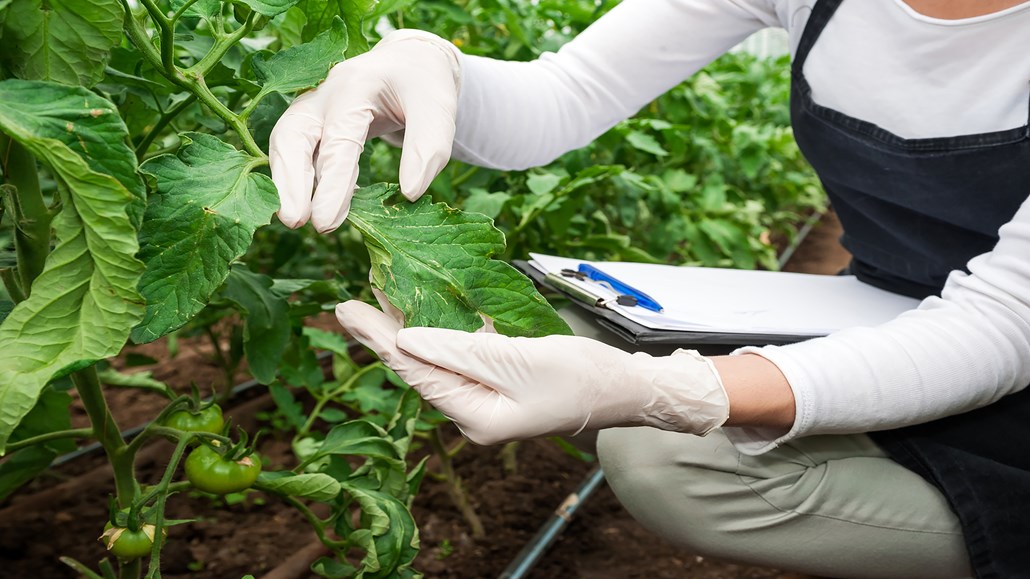 Pesticide