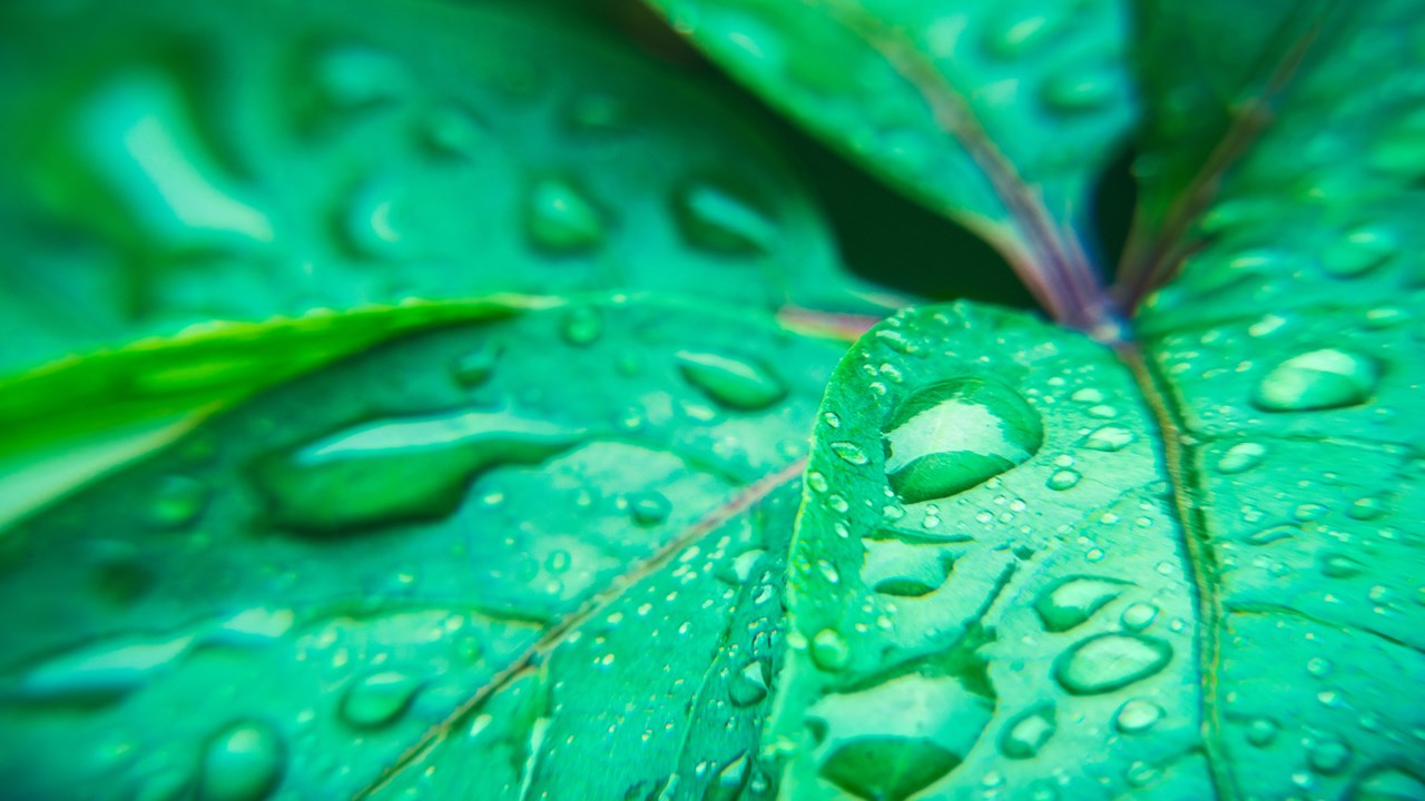 在绿色叶子自然的雨滴